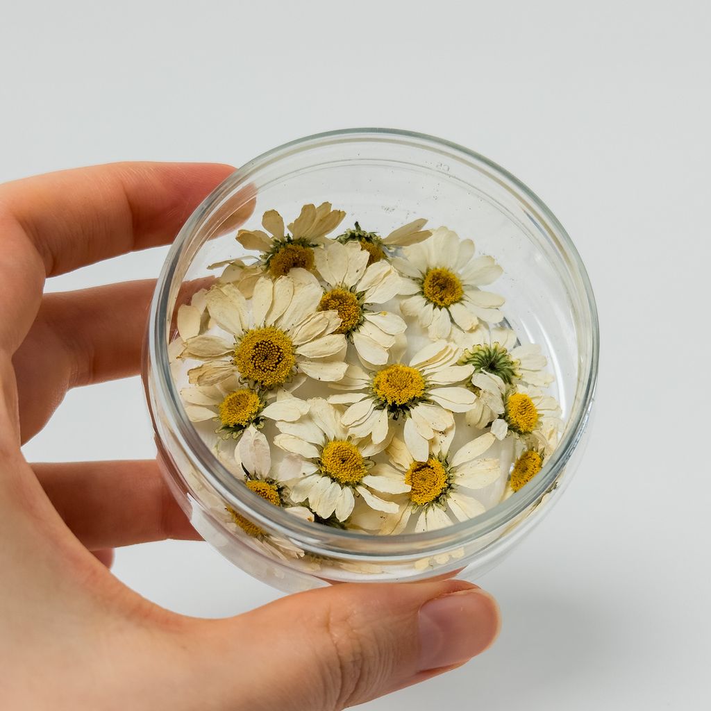 Dried Flowers – White Daisies