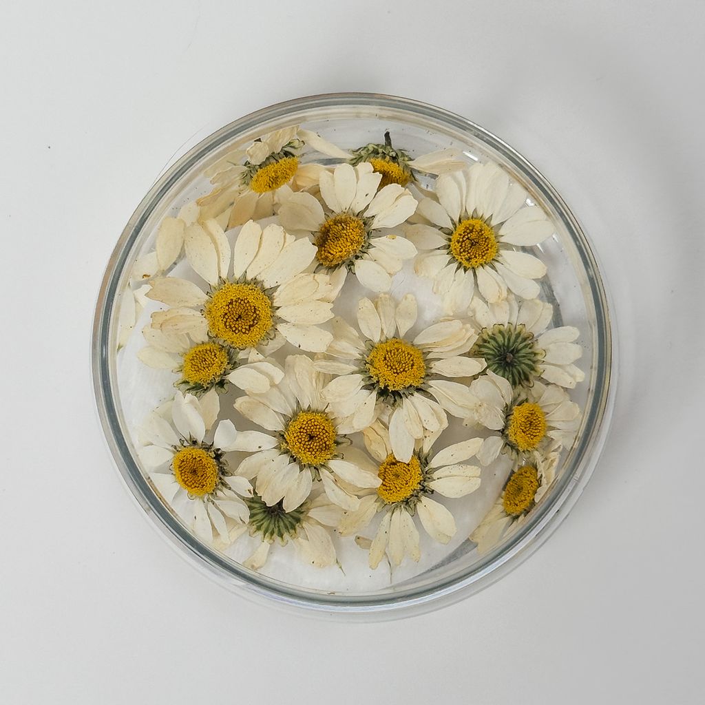 Dried Flowers – White Daisies