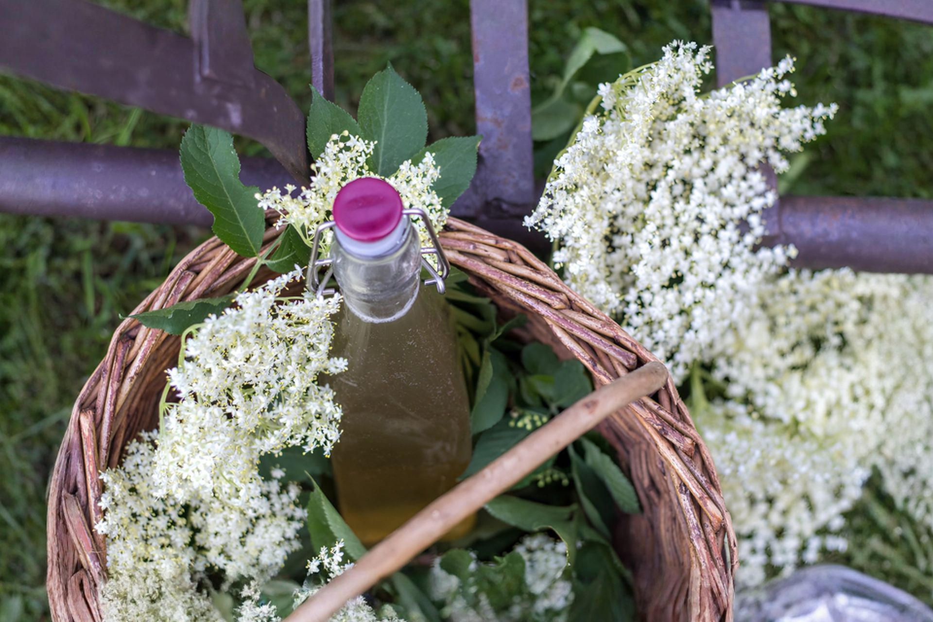 Domácí bezinkový sirup podle babiččina receptu