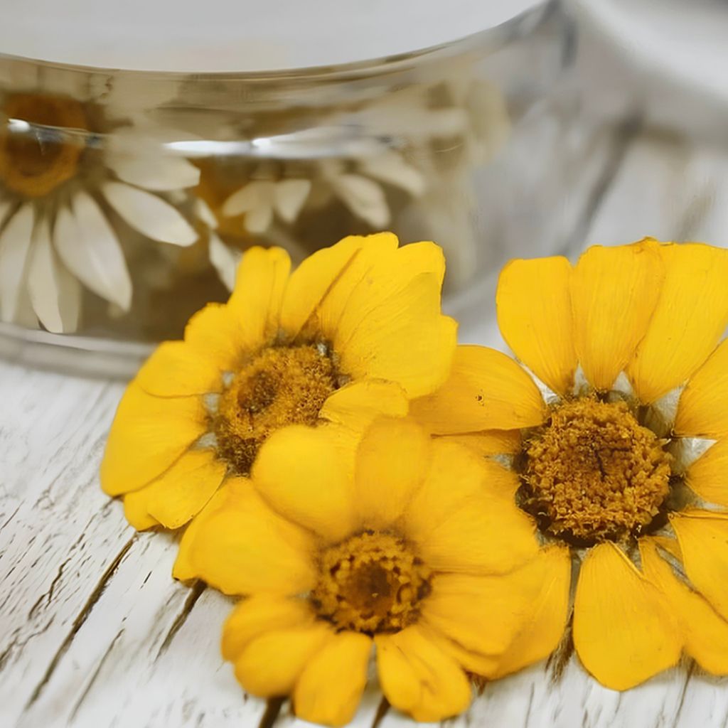 Dried Flowers – Yellow Daisies